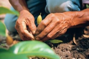 comment planter un noyau de mangue 1