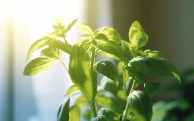 Le secret pour garder un plant de basilic en parfaite santé