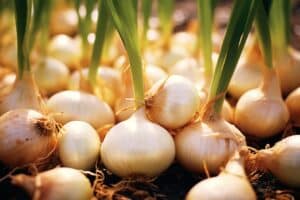 planter des oignons blancs