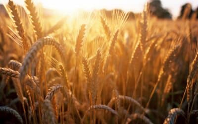 Le guide ultime pour planter le blé de l’espérance en toute sérénité