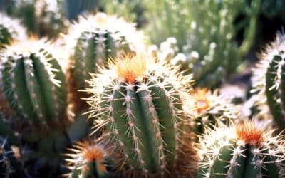 La méthode idéale pour planter un cactus dépourvu de racines
