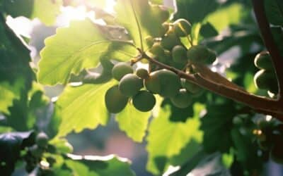 Le guide ultime pour planter un figuier en pleine terre et récolter de savoureuses figues