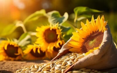 Graines de Tournesol : Comment les Planter pour une Récolte Abondante