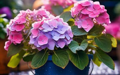 Hortensia en Pot : Stratégies d’Arrosage pour une Floraison Éblouissante