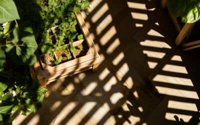 Ombre au Potager : Techniques Ingénieuses pour Protéger vos Plantes de la Chaleur