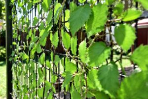 Brise vue sur un grillage : la solution idéale pour préserver votre intimité au jardin
