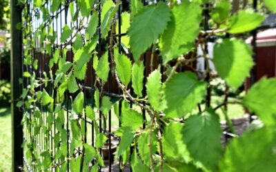 Brise vue sur un grillage : la solution idéale pour préserver votre intimité au jardin