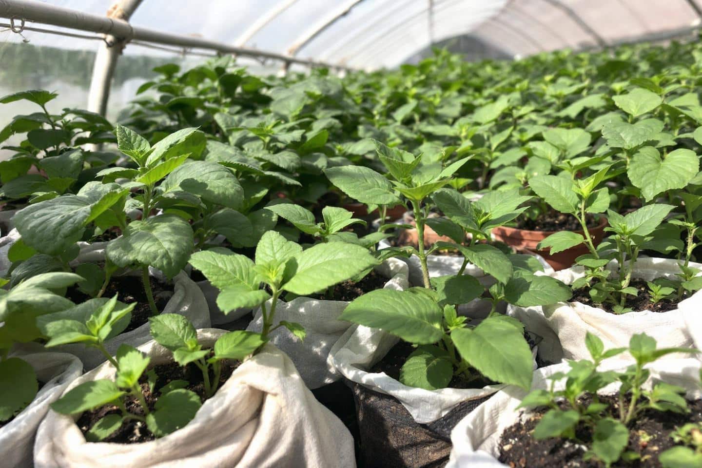 Les avantages écologiques d'une serre de jardin