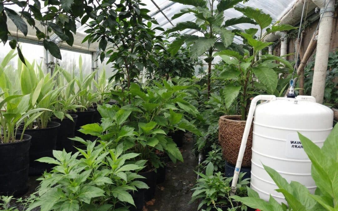 Les avantages écologiques d'une serre de jardin