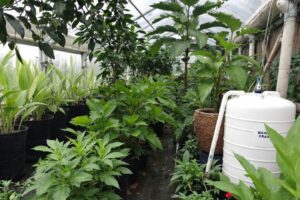 Les avantages écologiques d'une serre de jardin